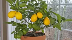 Sol i krukan: Så får du citronträdet att blomma när det är kallt ute – odla citrus hemma