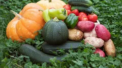 Det som växer i trädgårdslandet är inte alltid säkert: Vilka grönsaker absorberar gifter från jorden?