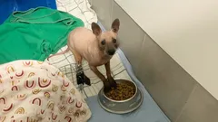 Vad är detta för djur? En unik skogsgäst med en ovanlig egenskap