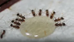 Myror försvinner för alltid: Dessa enkla ingredienser skrämmer bort hela armén av insekter