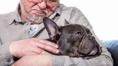 Trogna och lugna: 5 hundraser som ger värme och lojalitet till äldre