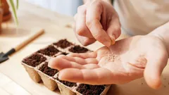 Trädgård utan kostnad: Vilka frön överlever vintern och ger skörd lika bra som butikens?