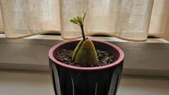 Tropiker på din fönsterbräda: Så odlar du enkelt ett mangoträd från kärna utan växthus och magi