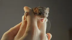 Det minsta rovdjuret som husdjur: varför du bör tänka dig för två gånger innan du skaffar ett