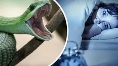 Varför drömmer vi om ormar? Psykologin avslöjar de förvånande betydelserna av dessa drömmar