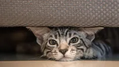 Dolda kattfobier: De här 9 ljuden stressar och skrämmer din katt