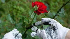 Skydda rosor under vintern: Så beskär du dem i november för rik blomning