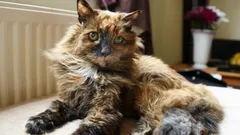 Den här katten levde i nästan 40 år: ett rekord som fortfarande står