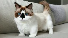 De växer aldrig upp: Små kattraser som för alltid förblir bedårande kattungar