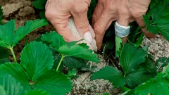 Hösten är viktigare än sorten: Så förbereder du jordgubbarna inför vintern för att få rekordskörd på våren