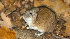 Sorkar förstör trädgården och hemmet? Häll detta medel i ett hål så försvinner de för alltid