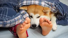 Varför hundar älskar att sova vid sina ägares fötter – överraskande orsaker och intressanta fakta