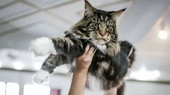 Trogna som hundar: Dessa kattraser är skapade för dig som söker en riktig vän i ditt husdjur