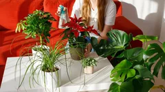 Har du många växter hemma? Psykologer avslöjar vad det säger om din personlighet