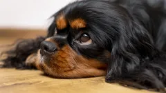 Hundar minns smärta men kan förlåta: Vad varje blivande hundägare bör veta