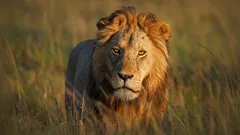 Det här visste du definitivt inte om lejon: Det forskarna nu vet om naturens gåtfulla kungar