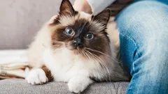 De klöser inte, de gosar: de mildaste kattraserna för dig som söker värme, inte drama