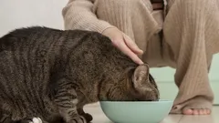 Katten kan aldrig bli mätt och vill alltid ha mer? Problemet är inte aptiten utan fel matskål.