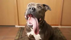 Hundar talar inte med ord, men visar allt med kroppen: Så förstår du vad din pälskling känner