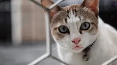 Katten kommer att se dig som en främling: tre vanor hos ägaren som omedelbart förstör förtroendet