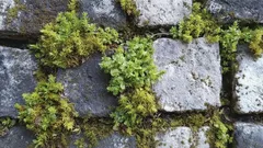 En enkel metod mot mossa på tomten som fungerar bättre än kemikalier – mossan försvinner för alltid