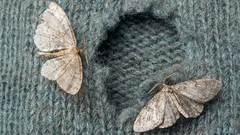 Bekämpa mal: Denna höstgåva växer överallt och är mycket effektiv mot mal