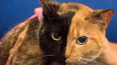 Varför vissa katter har ett tydligt tvåfärgat ansikte – du kommer att bli förvånad