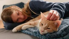 Älskar du katter? Psykologer har upptäckt: Du har 5 sällsynta personlighetsdrag