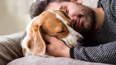 Varför hundar sover nära sina ägares huvud – hundexpert avslöjar förvånande anledningar