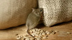 Möss kommer inte tillbaka: Två droppar av detta naturliga medel håller hela arméer av gnagare borta