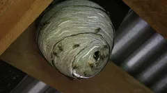 Besväras du av getingar? Ett enkelt tips för att bli av med dem snabbt och för alltid utan att bli stucken