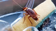 Kackerlackor flyr: En vanlig köksprodukt löser problemet effektivt
