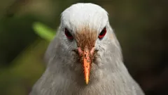 Skogens spöke med röda ögon: Den mystiska fågeln som har bevarat sin isolering i århundraden