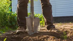 Växterna slutar växa: Novemberfelet som kan leda till utebliven skörd