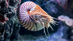 Portalen till det förflutna: Levande varelse från dinosauriernas tid funnen på Stilla havets botten